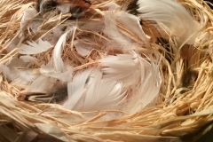 Nest